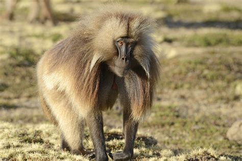 Gelada Baboon (18) | Simien Mountains | Pictures | Ethiopia in Global ...