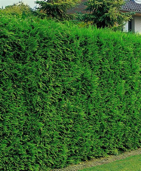 Leyland Cypress Trees And Shrubs From Spalding Bulb Garden Hedges