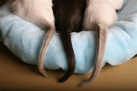 Whole pet veterinary center, westford, massachusetts. Decoding Cat Behavior Through Their Tail | The Whole Pet ...
