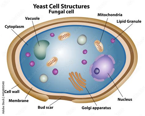 Yeast Diagram