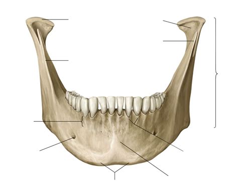 Anterior View Of Mandible Anatomy Diagram Quizlet