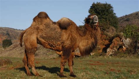 El Camello Bactriano Características Hábitat Reproducción Y