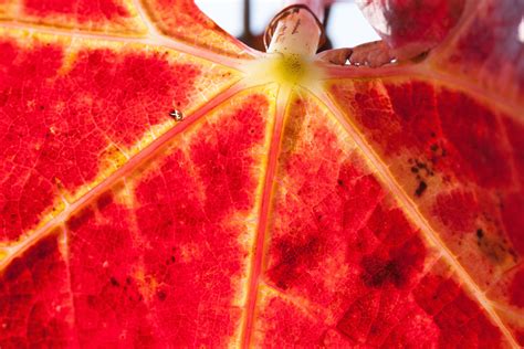 Free Images Vineyard Fruit Flower Petal Food Red Produce Color