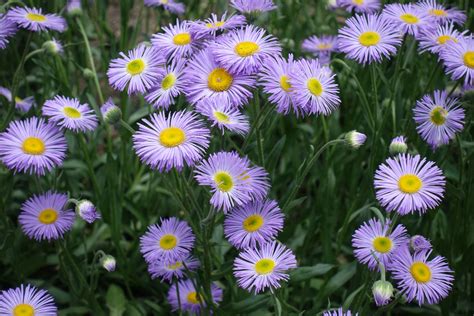 Purple Daisy Bouquet