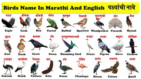 Birds Name In English And Marathi With Pdf Birds Name Birds Name