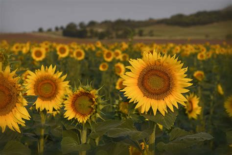 Photos Theres Still Time To Visit Kansas Sunflower Fields Ksnt News