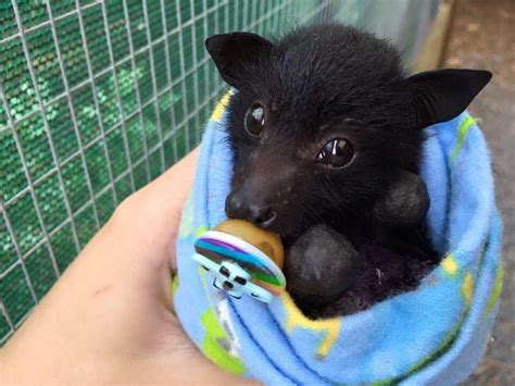 I See All Of Your Baby Animals And Raise You A Baby Fruit Bat Using A