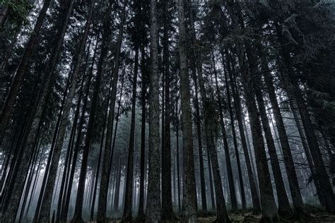 Forest Tall Trees Fog Wallpapers Wallpaper Cave