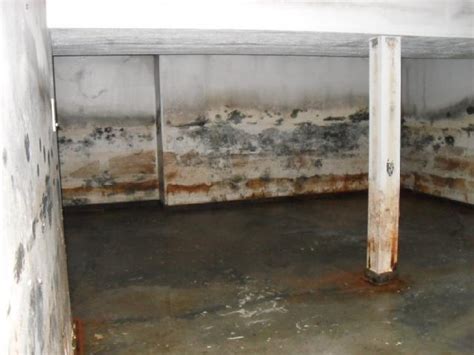 There are several similar looking substances that can fool you. The Grave Impact of a Moldy Basement in Saginaw MI 48603
