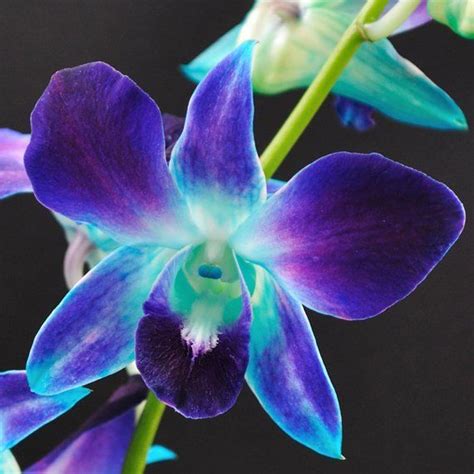 Fresh Blue Dendrobium Orchid Blue Orchid Galaxy Orchid Real Orchid Dendro Wedding Flowers