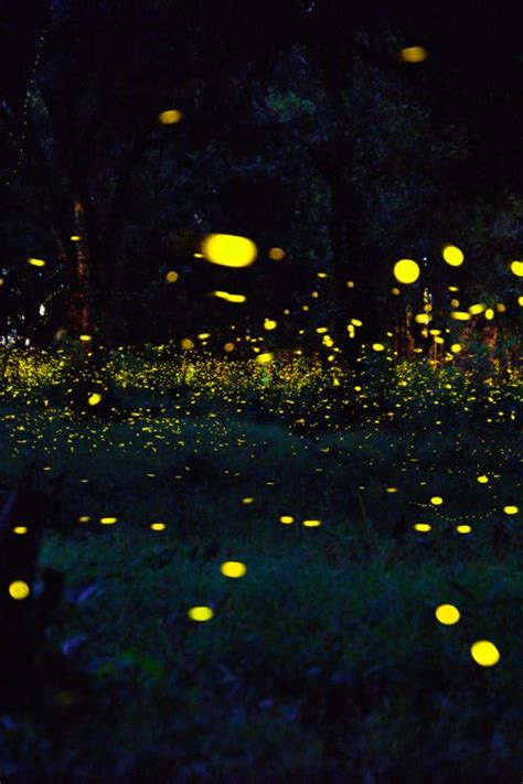 Bhandardara Lake Fireflies Festival Camping 2023 Firefl