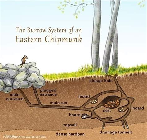 Pin By Deborah England On Animals Chipmunk Burrow Chipmunks Eastern