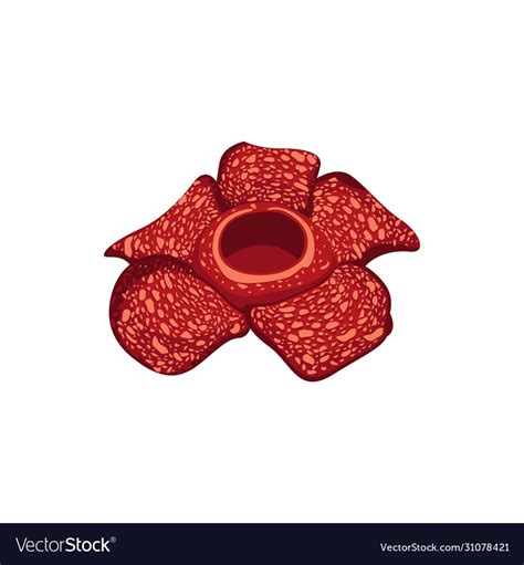 Rafflesia Flower Royalty Free Vector Image Vectorstock