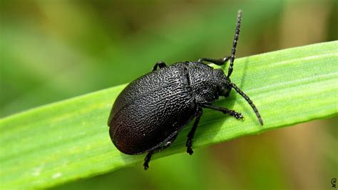 Die zahlreichen arten des moderkäfers sind unterschiedlich gefärbt. Schwarzer Käfer Foto & Bild | makro, natur, schwarz Bilder ...