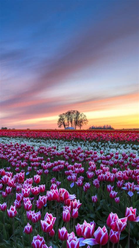 Field Tulips Colorful Flowers Trees Evening Sunset