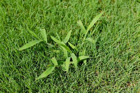 Grassy Weeds In Bloomington Lawns Your Lawn Our Passion