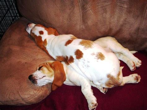 The 10 Most Awkward Basset Hound Sleeping Positions 1 Basset Hound