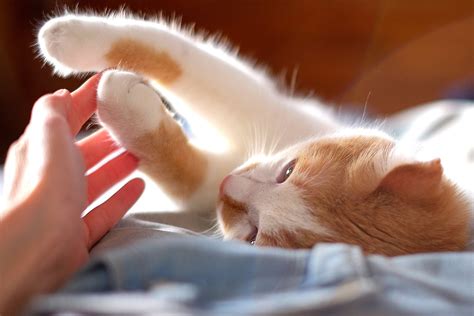 6 Most Common Cat Health Problems In 2021 Cat Health Problems Cat
