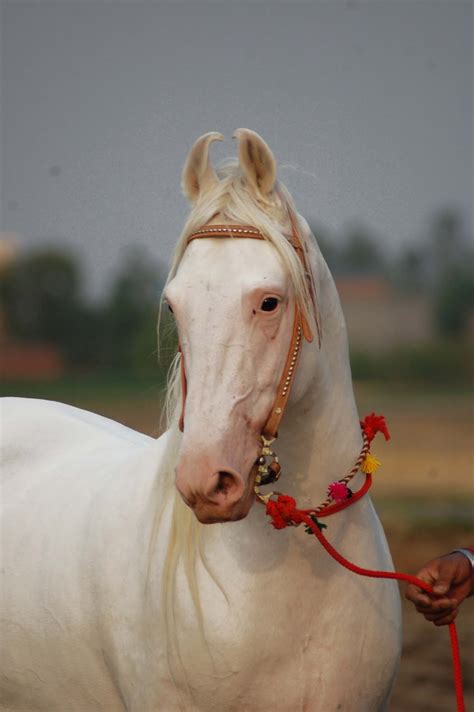 Marwari Horse Indigenous Horses Of India