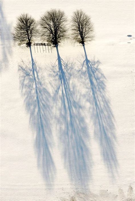 Winter Shadows Three Trees On The School Sports Field