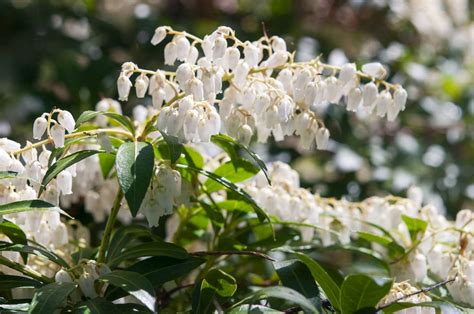 How To Grow And Care For Japanese Pieris