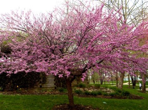 Small Flowering Trees In Ohio Fringe Tree The Best Native Tree