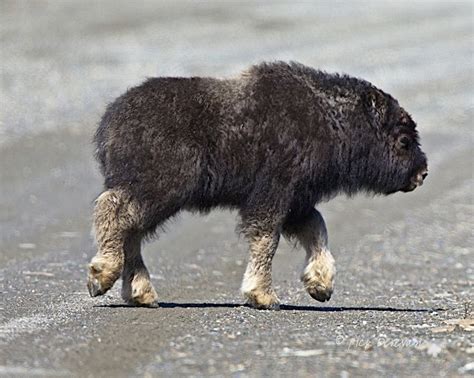 Photo Baby Musk Ox Struts Along This Young Musk Ox Ovibos Moschatus