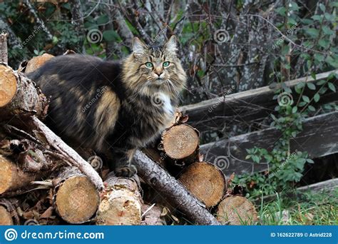 A Pretty Brown Black Norwegian Forest Cat On A Wood Pile Stock Image Image Of Cute Interest