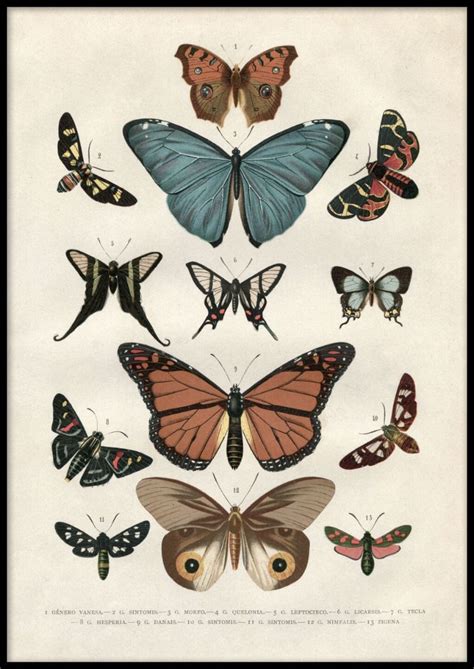 Vintage Butterflies Poster Butterfly Poster Vintage Inspired Art Vintage Posters