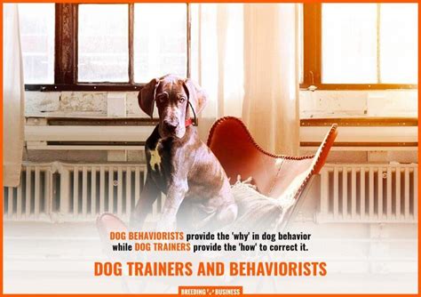 Dog Behaviorist Vs Dog Trainer Whats The Difference