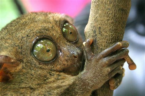 Hd Wallpaper Cute Eyes Funny Humor Monkey Primate Tarsier