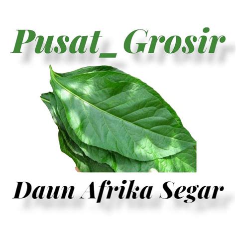 Jual Daun Afrika Daun Sambung Nyawa Segar Lembar Klorofil Shopee