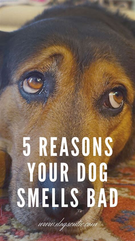 5 Reasons Your Dog Smells Bad Dog Smells Your Dog Dogs