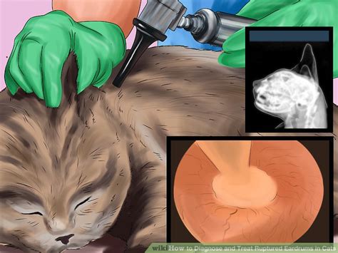 How To Diagnose And Treat Ruptured Eardrums In Cats 10 Steps