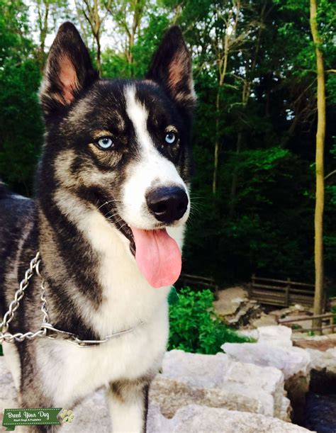 I have had in mind for some time to write about color genetics. Stud Dog - AKC Siberian Husky (Rare Agouti color-type ...