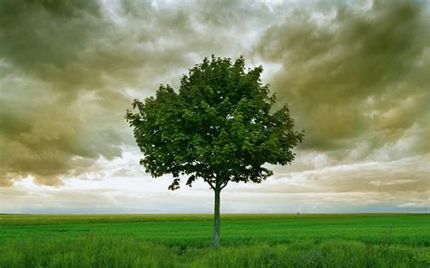 Wallpaper Lonely Tree Grass Clouds Storm 1920x1200 Hd Picture Image