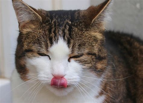 Why Does My Cat Keep Licking Its Lips 5 Reasons For This Behavior