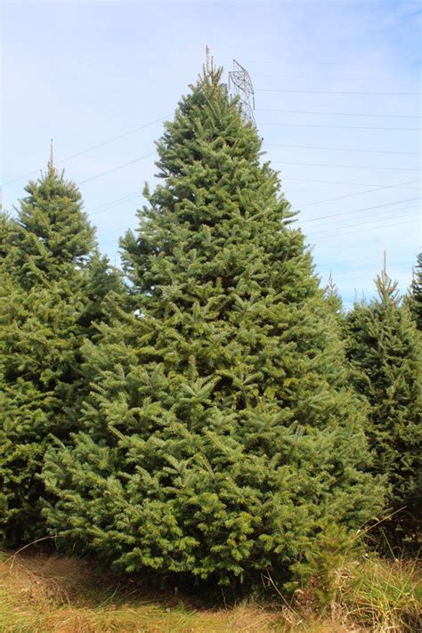 Canadian Balsam Christmas Tree Online Christmas Trees