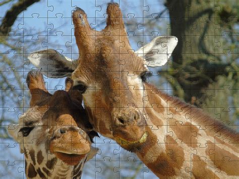 Free Animal Jigsaw Games Jigsaw Puzzles Of Animals