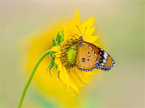 Insect Tiger Butterfly On Yellow Color From Sunflower 4k