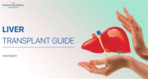 A Complete Guide To Liver Transplant And Its Procedure Tpaf