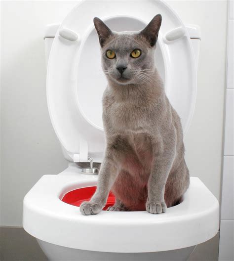 15 Top Pictures Teach Cat To Use Toilet How To Train A Cat To Do 5