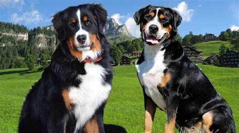 Holiday bernese mountain dogs, breeders of original swiss and dutch bred bernese mountain dogs. 10 Facts Until You Reach Your Bernese Mountain Dog - Disk ...