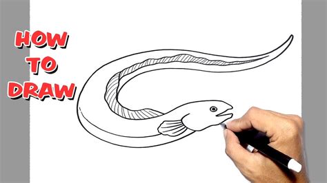 How To Draw Eel Eel Fish Youtube