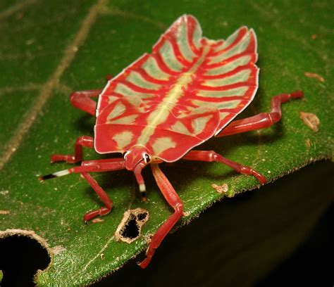 10 Really Weird And Gross Insects 1