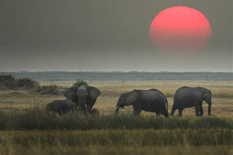 African Elephants At Sunset Okavango Delta Botswana Art Wolfe