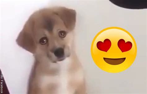 Perro Regañado Es La Nueva Fascinación De Facebook