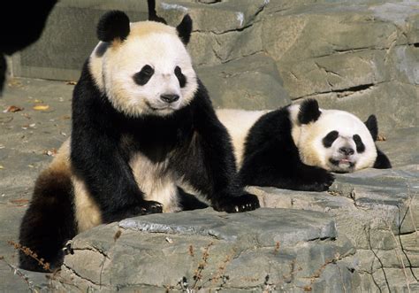 Mei Xiang And Tian Tian At The Smithsonians National Zoo Flickr