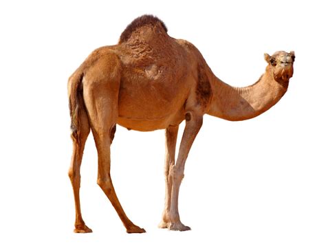 Camel Png Transparent Image Download Size 1600x1200px