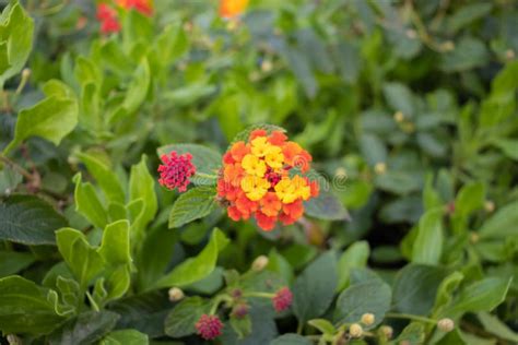 Lantana Camara Is A Species Of Flowering Plant Within The Verbena
